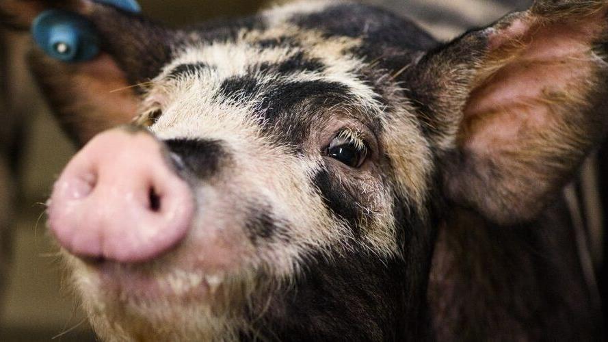 UW poised to join studies of pig organ transplants in people